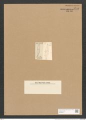 Stauroneis mesapachya Ehr. (de-Toni-Nr.: Genus 6, Species 876) Zeichnungen Sammlung Grunow Nr. 1736 (NHMW-BOT-W0368617)